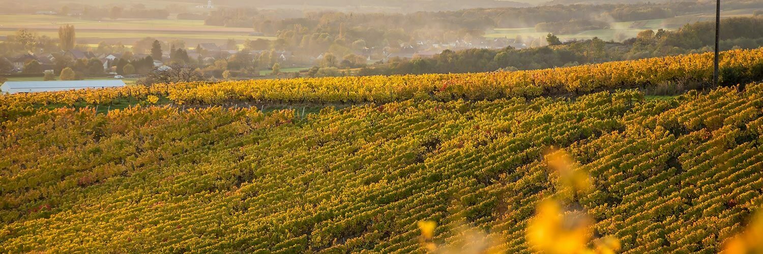 Gironde viticulture