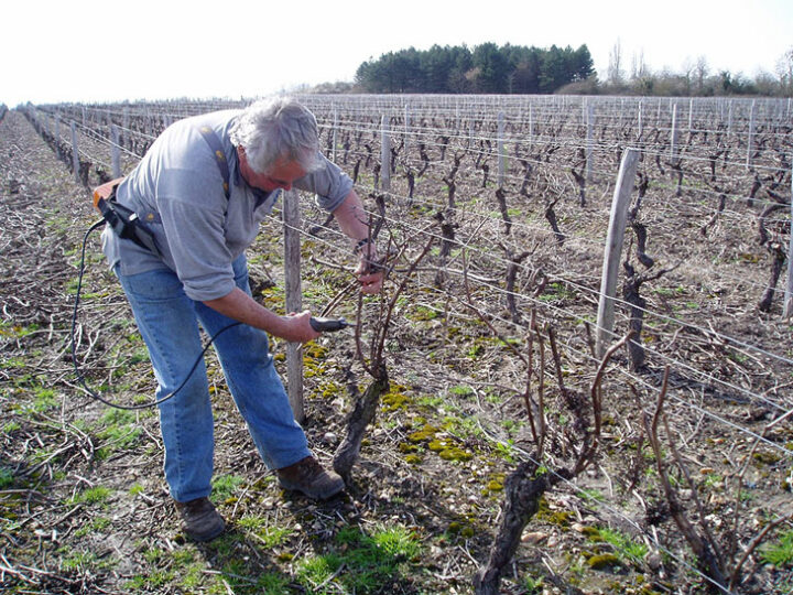 Un viticulteur effectue une taille sur un pied de vigne.
