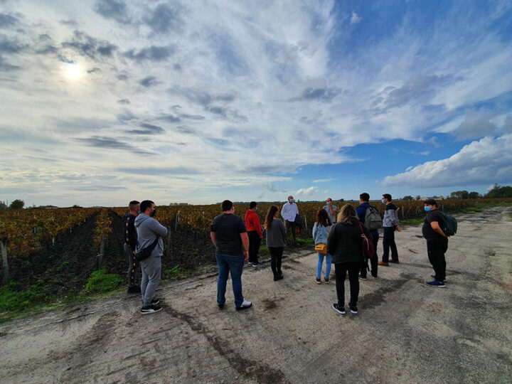Découverte de métier à des jeunes dans un champ de vigne.