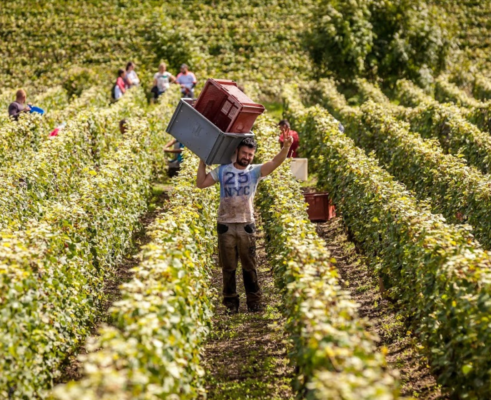 Vendanges 2023