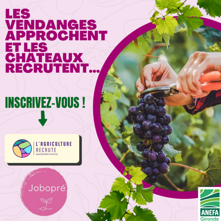 Visuel d'une vigne précisant que les vendanges approchent et que les châteaux recrutent.