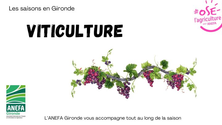 Être saisonnier en Gironde en viticulture