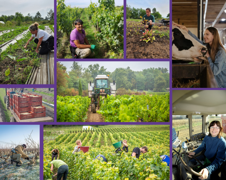 Projet professionnel agricole