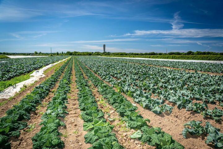 Maraîchage en plein champs