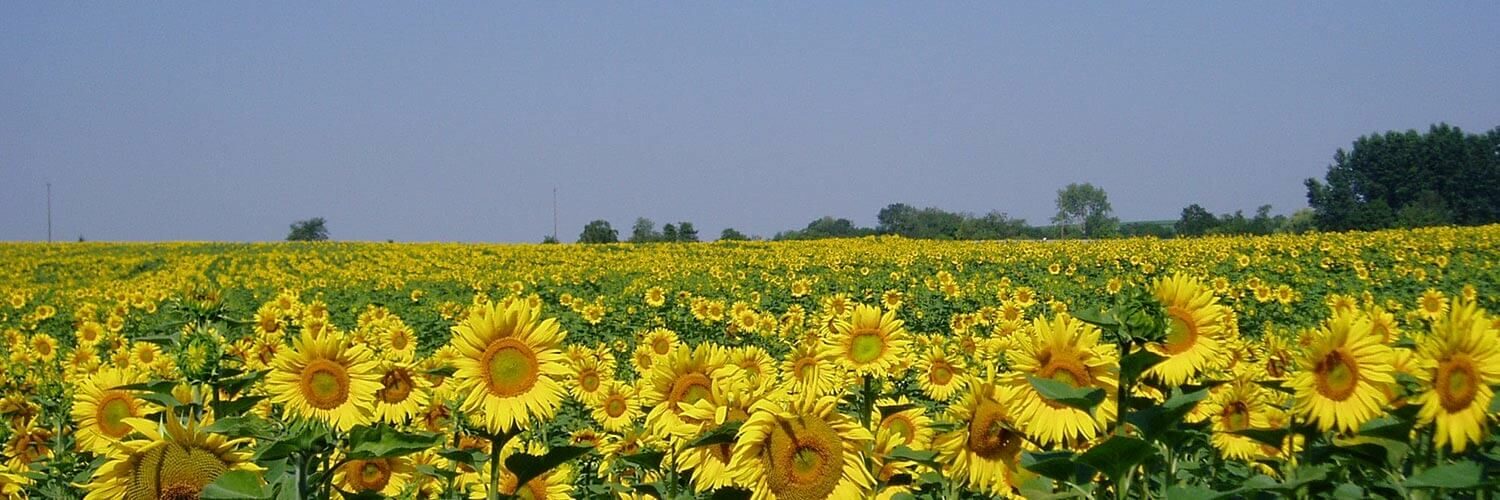 Grand Est Grandes cultures tournesol