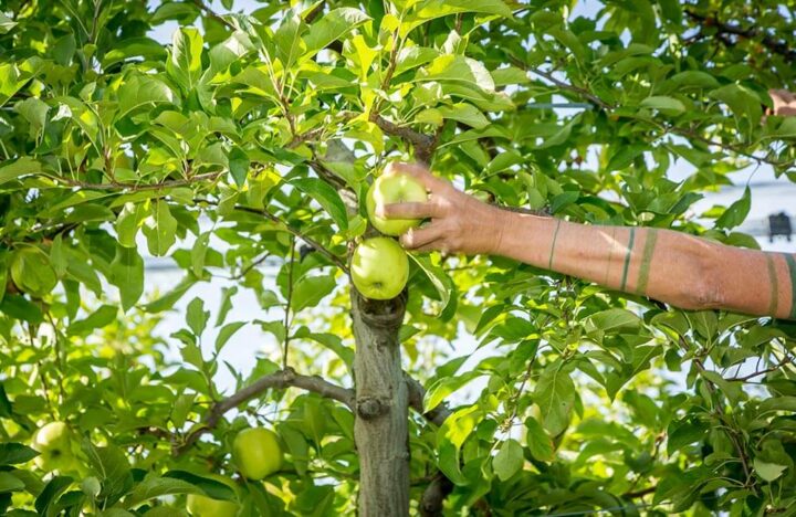 Normandie Arboriculture pomme