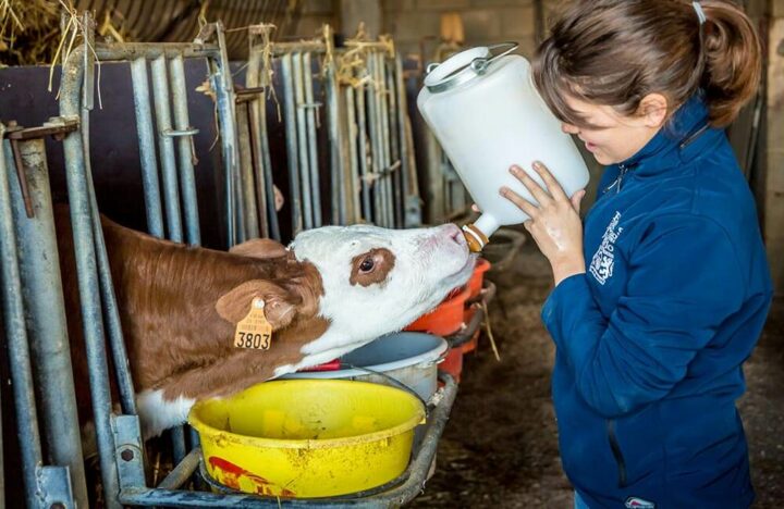 Normandie élevage vache laitière